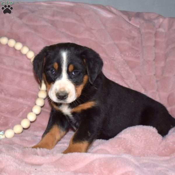 Lady, Greater Swiss Mountain Dog Puppy