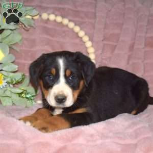 Lady, Greater Swiss Mountain Dog Puppy