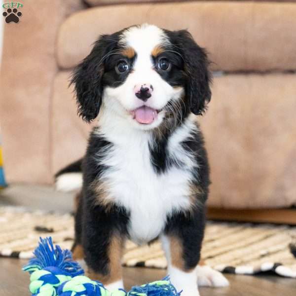 Lana, Miniature Bernese Mountain Dog Puppy