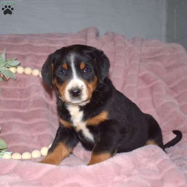 Latte, Greater Swiss Mountain Dog Puppy