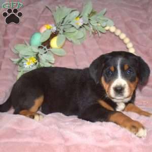 Latte, Greater Swiss Mountain Dog Puppy