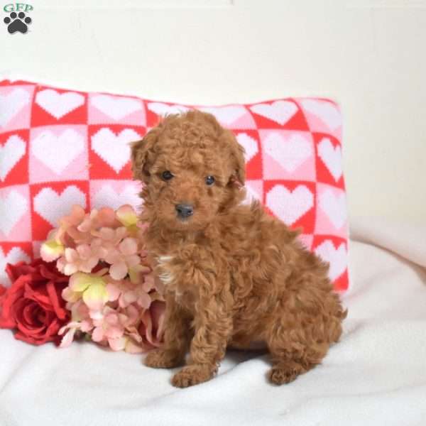 Leo, Toy Poodle Puppy