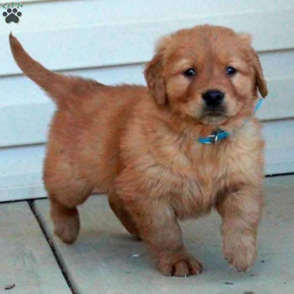 Lewis, Golden Retriever Puppy