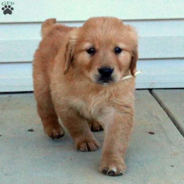 Liam, Golden Retriever Puppy