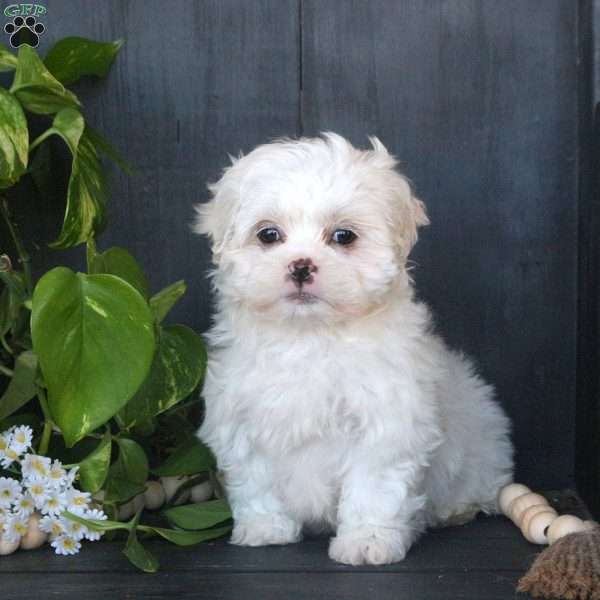 Lilac, Mal-Shi Puppy