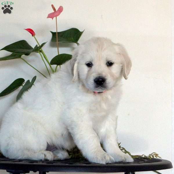 Lily, English Cream Golden Retriever Puppy