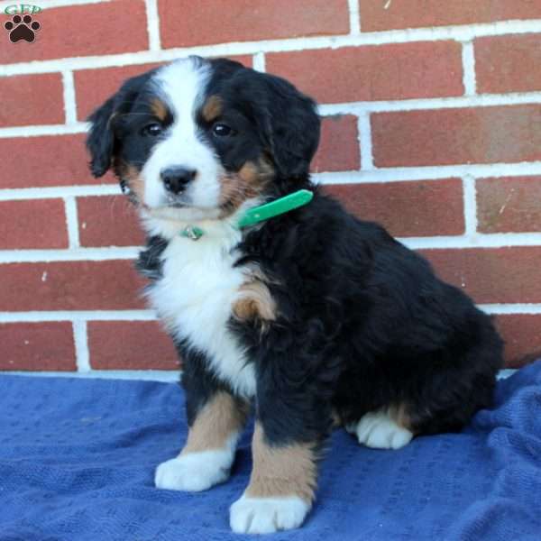 Lily, Bernese Mountain Dog Puppy