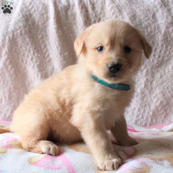 Lily, Golden Retriever Puppy
