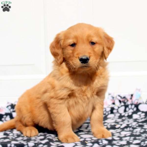 Logan, Golden Retriever Puppy