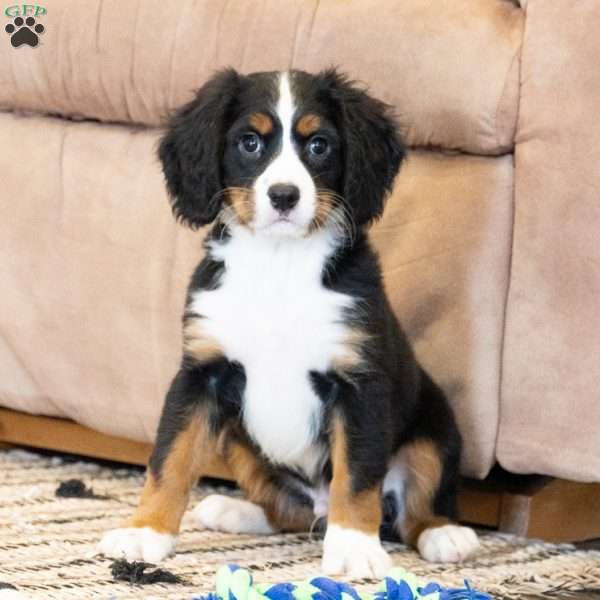 Logan, Miniature Bernese Mountain Dog Puppy