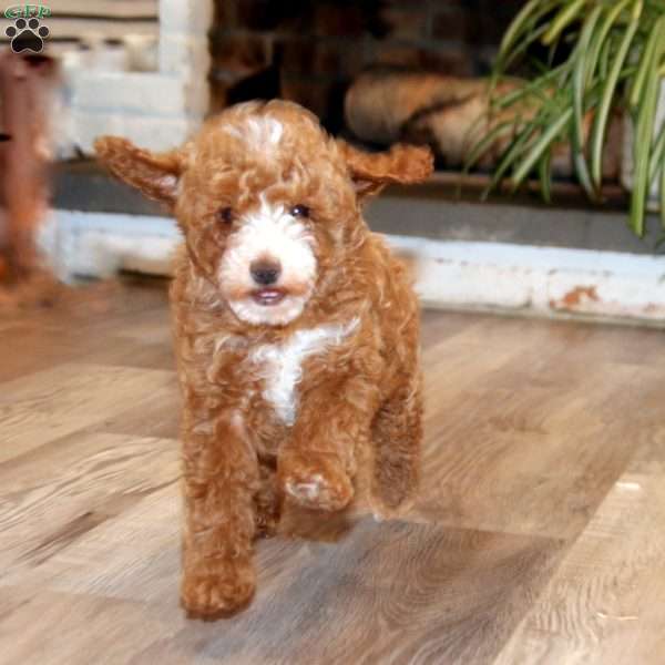 Lonnie, Miniature Poodle Puppy