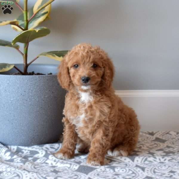 Lovely, Mini Goldendoodle Puppy