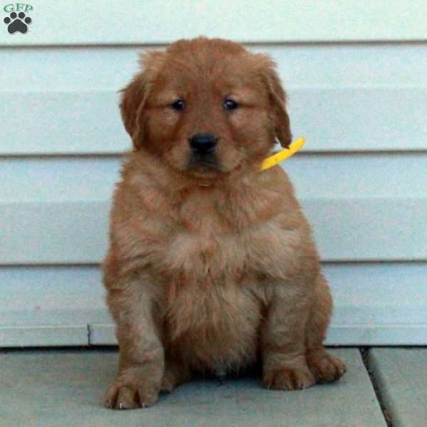 Lucas, Golden Retriever Puppy