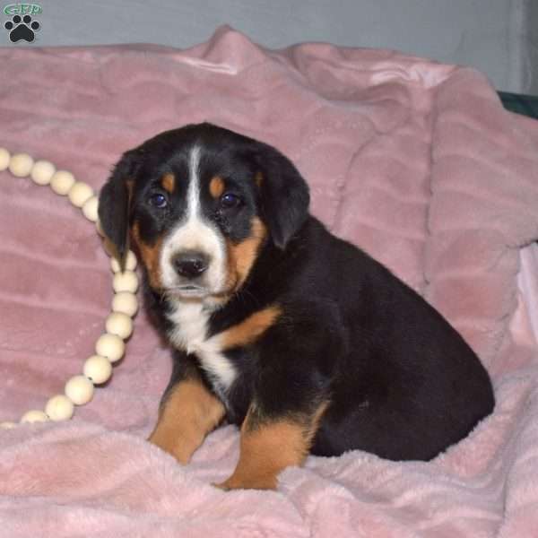 Lucky, Greater Swiss Mountain Dog Puppy