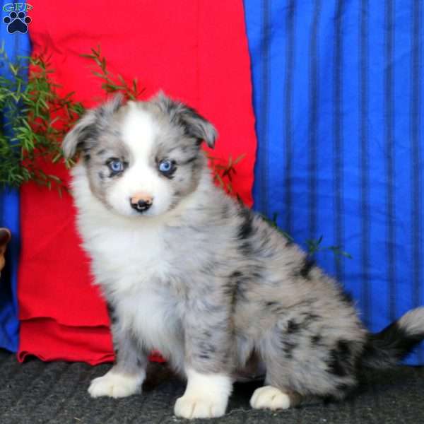 Lucky, Miniature Australian Shepherd Puppy