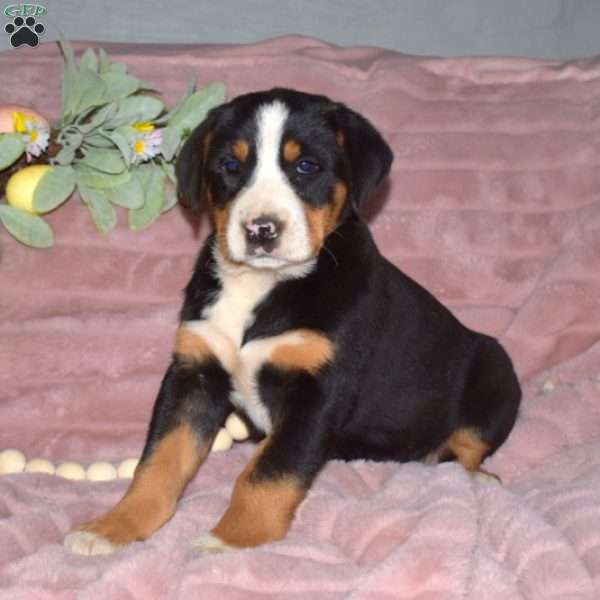 Lucy, Greater Swiss Mountain Dog Puppy
