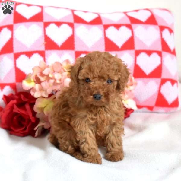 Lucy, Toy Poodle Puppy