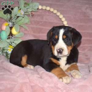 Lucy, Greater Swiss Mountain Dog Puppy