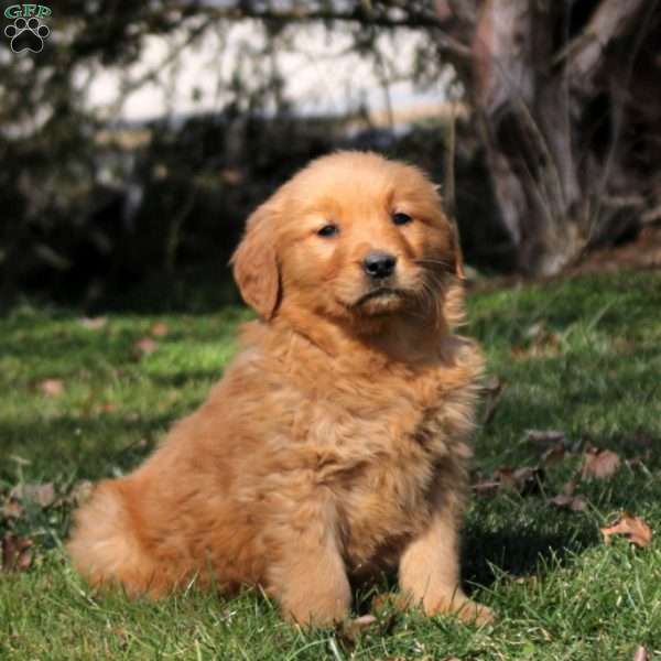 Lucy, Golden Retriever Puppy