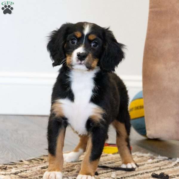 Lucy, Miniature Bernese Mountain Dog Puppy