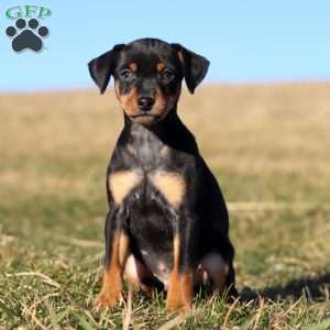 Doberman miniature outlet pinscher for sale