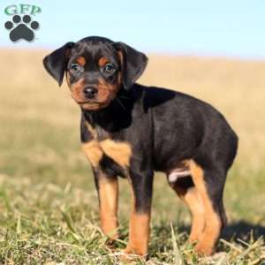 Pinscher mini hotsell for sale