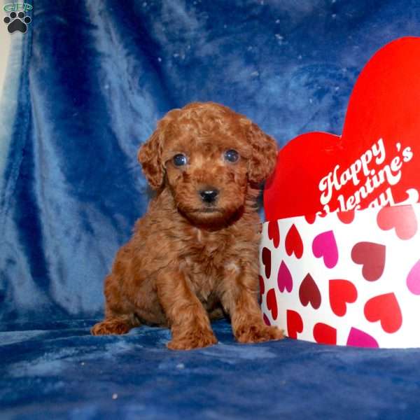 Tiny Hollister, Toy Poodle Puppy
