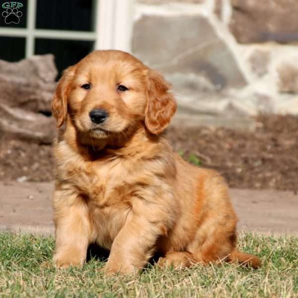 Mac, Golden Retriever Puppy