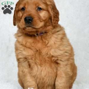 Macey, Golden Retriever Puppy