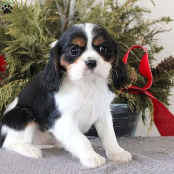 Macy, Cavalier King Charles Spaniel Puppy