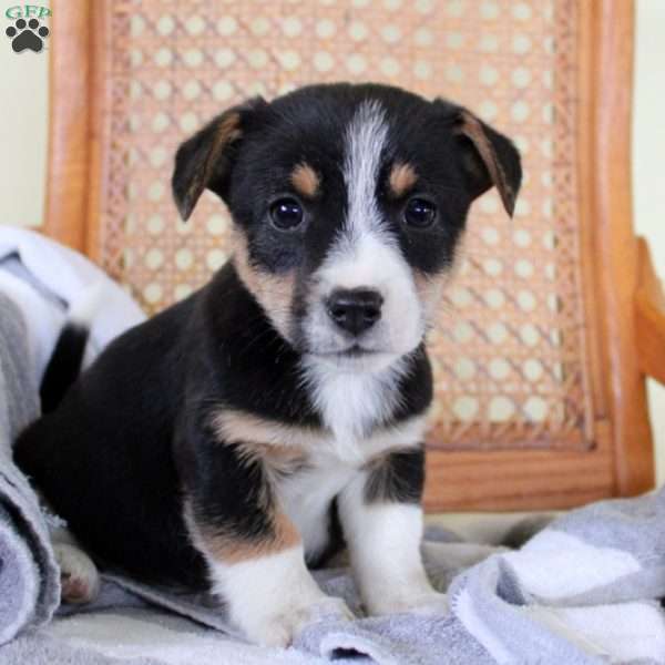 Madonna, Jack Russell Mix Puppy