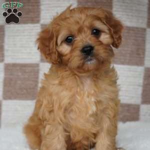 Greenfield cavapoo sales