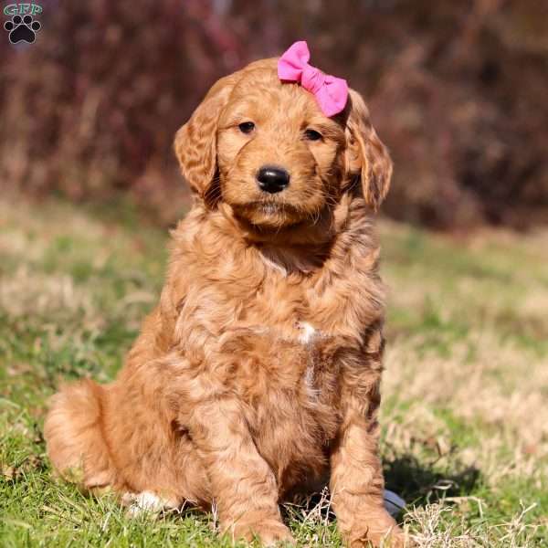 Maisy, Goldendoodle Puppy