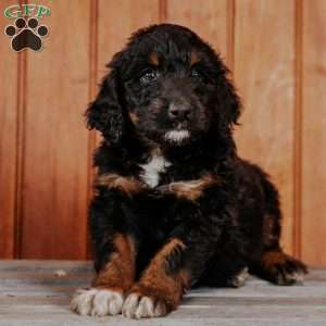 Shadow, Standard Poodle Mix Puppy