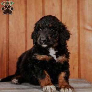 Shadow, Standard Poodle Mix Puppy