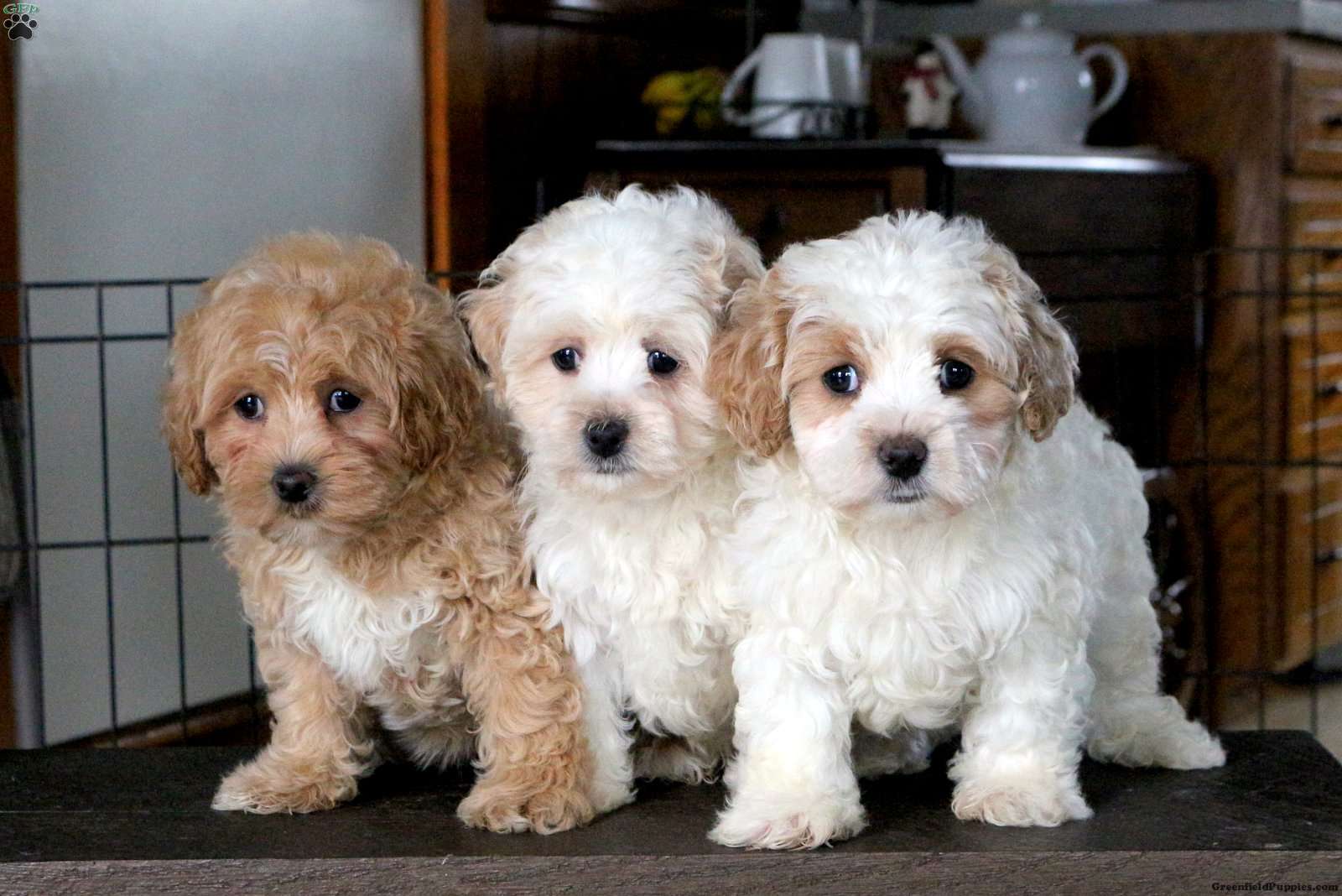 Wilson - Maltipoo Puppy For Sale in Pennsylvania