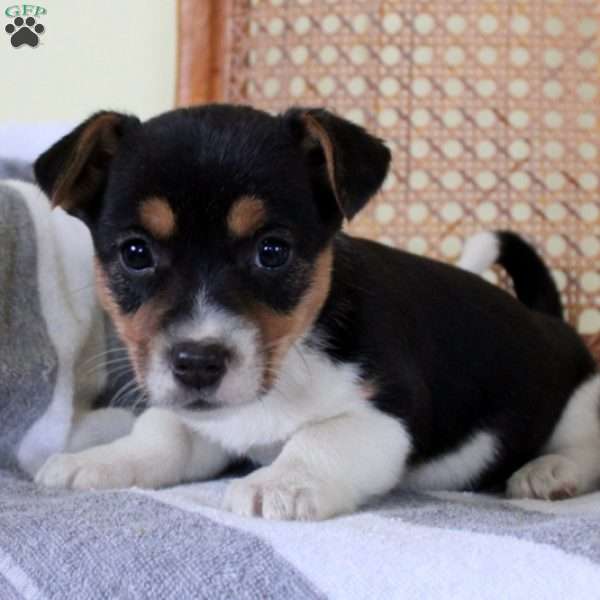 Mandy, Jack Russell Mix Puppy