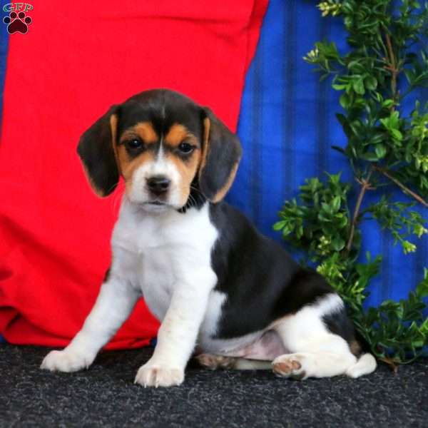 Mandy, Beagle Puppy