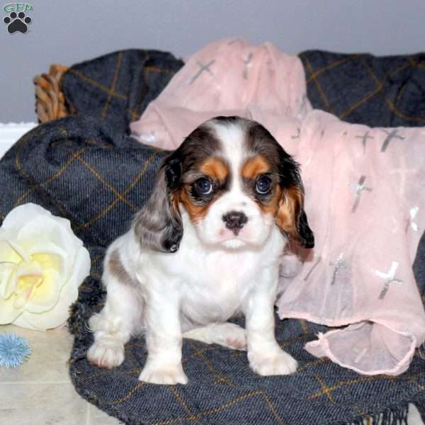 Maria, Cavalier King Charles Mix Puppy