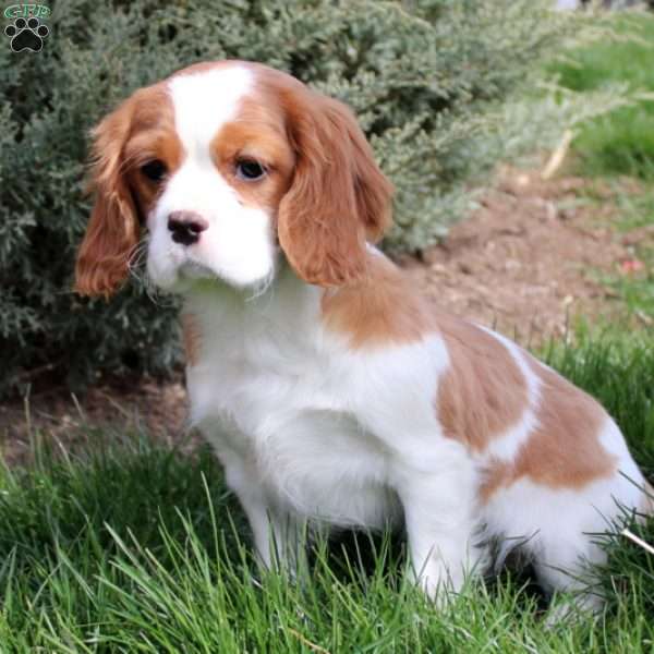 Marvin, Cavalier King Charles Spaniel Puppy