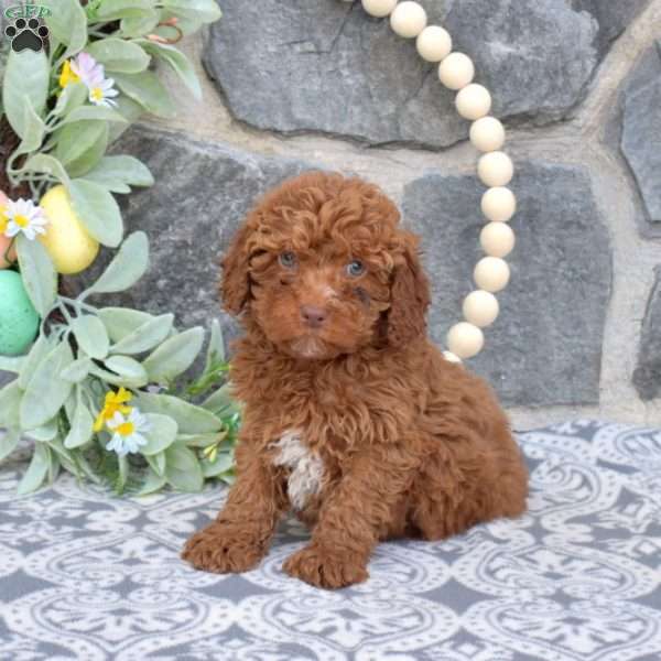 Max-F1BB, Mini Goldendoodle Puppy