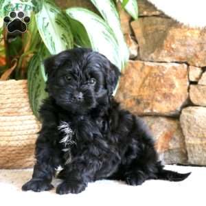 australian shepherd yorkie mix