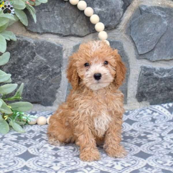 Mia-F1BB, Mini Goldendoodle Puppy