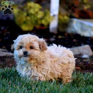 Greenfield puppies clearance shih poo