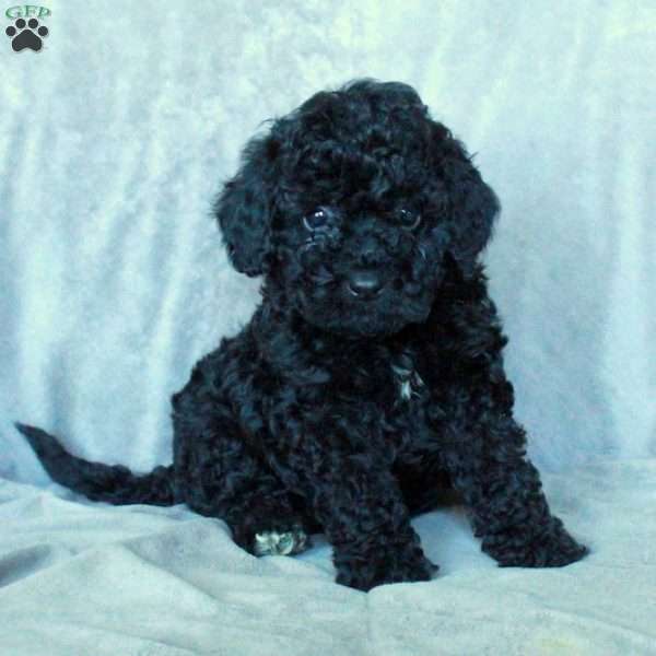 Midnight, Miniature Poodle Puppy
