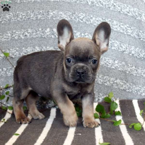 Mike, French Bulldog Puppy