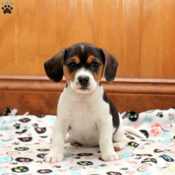 Mikey, Jack Russell Mix Puppy