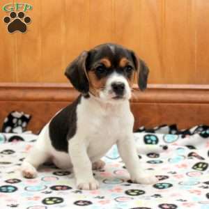 Mikey, Jack Russell Mix Puppy