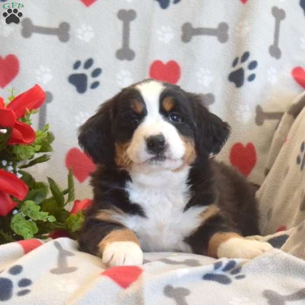 Miley, Bernese Mountain Dog Puppy