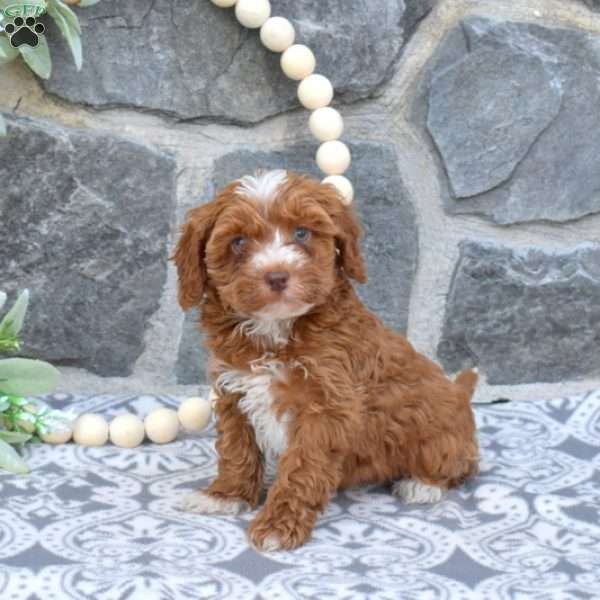 Milo-F1BB, Mini Goldendoodle Puppy